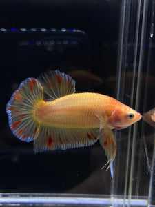 Male Halfmoon Plakat - Vanda #1900 - Live Betta Fish