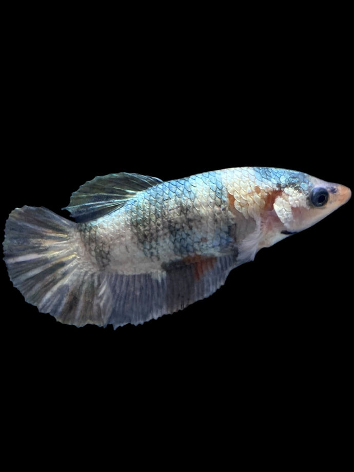 Female Halfmoon Plakat - Snow Copper #1902 - Live Betta Fish