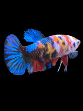 Load image into Gallery viewer, Female Halfmoon Plakat - Galaxy #1904 - Live Betta Fish
