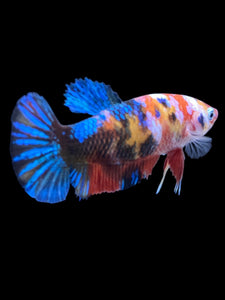Female Halfmoon Plakat - Galaxy #1904 - Live Betta Fish