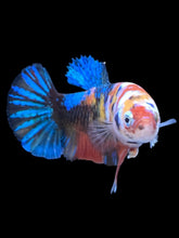 Load image into Gallery viewer, Female Halfmoon Plakat - Galaxy #1904 - Live Betta Fish

