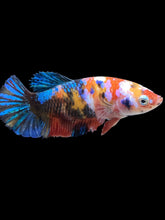 Load image into Gallery viewer, Female Halfmoon Plakat - Galaxy #1904 - Live Betta Fish
