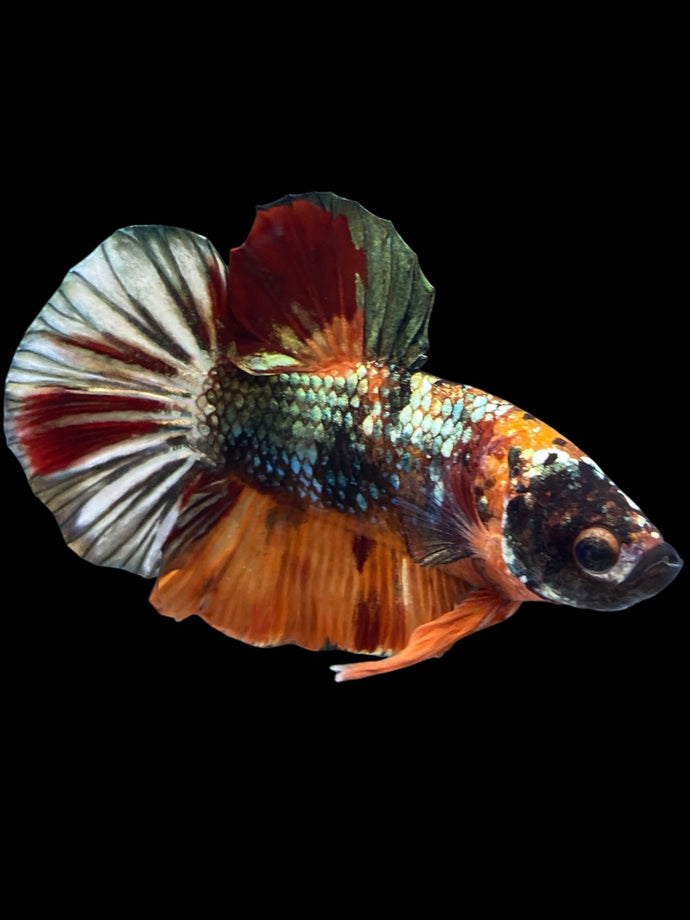 Male Halfmoon Plakat - Nemo Copper #1906 - Live Betta Fish