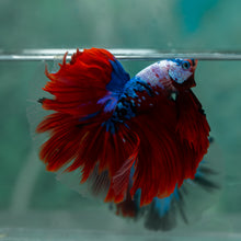 Load image into Gallery viewer, Male Halfmoon - Galaxy #1907 - Live Betta Fish
