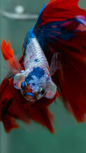 Load image into Gallery viewer, Male Halfmoon - Galaxy #1907 - Live Betta Fish
