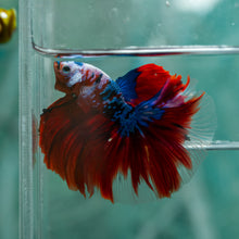 Load image into Gallery viewer, Male Halfmoon - Galaxy #1907 - Live Betta Fish
