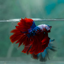 Load image into Gallery viewer, Male Halfmoon - Galaxy #1907 - Live Betta Fish
