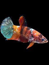 Load image into Gallery viewer, Female Halfmoon Plakat - Galaxy #1908 - Live Betta Fish
