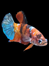 Load image into Gallery viewer, Female Halfmoon Plakat - Galaxy #1908 - Live Betta Fish
