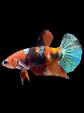 Load image into Gallery viewer, Female Halfmoon Plakat - Galaxy #1908 - Live Betta Fish
