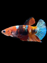 Load image into Gallery viewer, Female Halfmoon Plakat - Galaxy #1908 - Live Betta Fish
