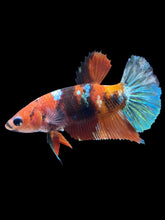 Load image into Gallery viewer, Female Halfmoon Plakat - Galaxy #1908 - Live Betta Fish
