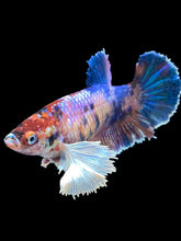 Load image into Gallery viewer, Female Halfmoon Plakat - Candy Dumbo #1909 - Live Betta Fish
