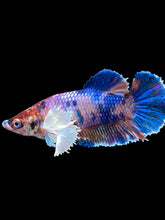 Load image into Gallery viewer, Female Halfmoon Plakat - Candy Dumbo #1909 - Live Betta Fish
