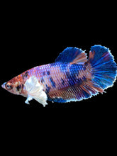 Load image into Gallery viewer, Female Halfmoon Plakat - Candy Dumbo #1909 - Live Betta Fish
