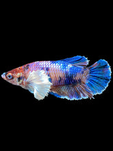Load image into Gallery viewer, Female Halfmoon Plakat - Candy Dumbo #1909 - Live Betta Fish
