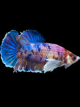 Load image into Gallery viewer, Female Halfmoon Plakat - Candy Dumbo #1909 - Live Betta Fish

