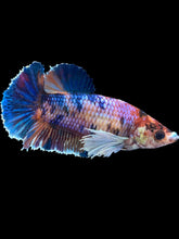 Load image into Gallery viewer, Female Halfmoon Plakat - Candy Dumbo #1909 - Live Betta Fish
