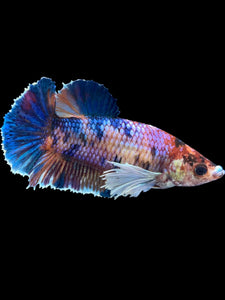 Female Halfmoon Plakat - Candy Dumbo #1909 - Live Betta Fish