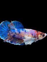 Load image into Gallery viewer, Female Halfmoon Plakat - Candy Dumbo #1909 - Live Betta Fish
