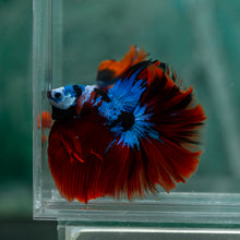 Load image into Gallery viewer, Male Halfmoon - Galaxy #1910 - Live Betta Fish
