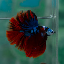 Load image into Gallery viewer, Male Halfmoon - Galaxy #1910 - Live Betta Fish

