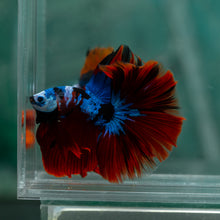 Load image into Gallery viewer, Male Halfmoon - Galaxy #1910 - Live Betta Fish
