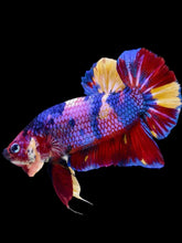 Load image into Gallery viewer, GIANT Male Halfmoon Plakat - Multicolor #1912 - Live Betta Fish
