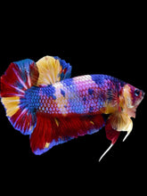 Load image into Gallery viewer, GIANT Male Halfmoon Plakat - Multicolor #1912 - Live Betta Fish

