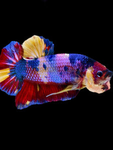 GIANT Male Halfmoon Plakat - Multicolor #1912 - Live Betta Fish