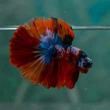 Load image into Gallery viewer, Male Halfmoon - Galaxy #1912 - Live Betta Fish
