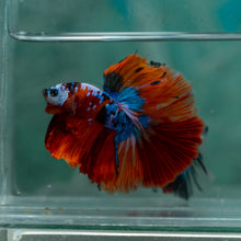 Load image into Gallery viewer, Male Halfmoon - Galaxy #1912 - Live Betta Fish
