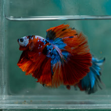 Load image into Gallery viewer, Male Halfmoon - Galaxy #1912 - Live Betta Fish
