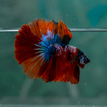 Load image into Gallery viewer, Male Halfmoon - Galaxy #1912 - Live Betta Fish
