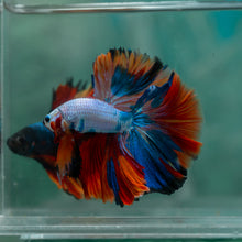 Load image into Gallery viewer, Male Halfmoon - Galaxy #1913 - Live Betta Fish
