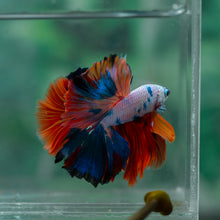Load image into Gallery viewer, Male Halfmoon - Galaxy #1913 - Live Betta Fish
