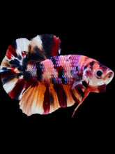 Load image into Gallery viewer, Male Halfmoon Plakat - Multicolor #1914 - Live Betta Fish
