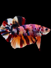 Load image into Gallery viewer, Male Halfmoon Plakat - Multicolor #1914 - Live Betta Fish
