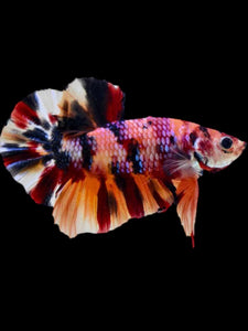 Male Halfmoon Plakat - Multicolor #1914 - Live Betta Fish