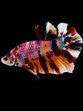 Load image into Gallery viewer, Male Halfmoon Plakat - Multicolor #1914 - Live Betta Fish
