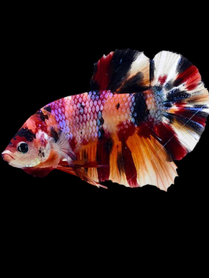 Male Halfmoon Plakat - Multicolor #1914 - Live Betta Fish