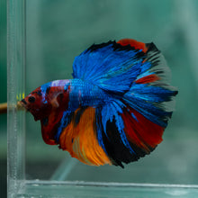 Load image into Gallery viewer, Male Halfmoon - Galaxy #1914 - Live Betta Fish
