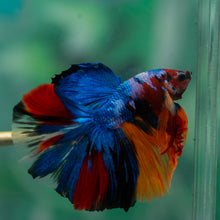 Load image into Gallery viewer, Male Halfmoon - Galaxy #1914 - Live Betta Fish
