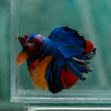 Load image into Gallery viewer, Male Halfmoon - Galaxy #1914 - Live Betta Fish
