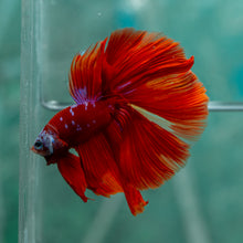 Load image into Gallery viewer, Male Halfmoon - Galaxy #1915 - Live Betta Fish
