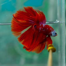 Load image into Gallery viewer, Male Halfmoon - Galaxy #1915 - Live Betta Fish
