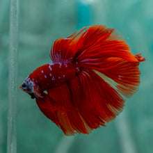 Load image into Gallery viewer, Male Halfmoon - Galaxy #1915 - Live Betta Fish
