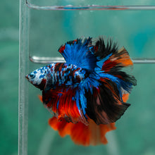 Load image into Gallery viewer, Male Halfmoon - Galaxy #1917 - Live Betta Fish
