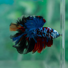 Load image into Gallery viewer, Male Halfmoon - Galaxy #1917 - Live Betta Fish
