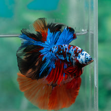 Load image into Gallery viewer, Male Halfmoon - Galaxy #1917 - Live Betta Fish
